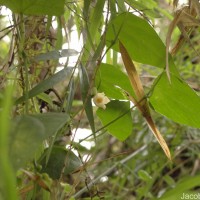 Zehneria thwaitesii (Schweinf.) C.Jeffrey